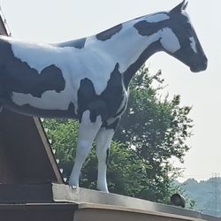 Nelson Royal's Western Wear - Fresh Paint!!
The Store with The Horse On Top!!