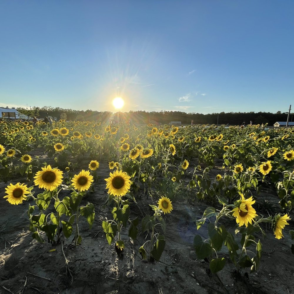 Argos Farm - Farmers Market Near Me - Forked River, New Jersey