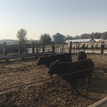 Kroul Farm - Cows - Farmers Market Near Me - Mount Vernon, Iowa
