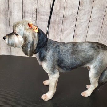 Fur Pet's Sake - Pet Groomers Near Me - Waco, Texas Fur Pet's Sake - Pet Groomers Near Me - Waco, Texas