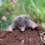 Photo of Mohawk Pest Control