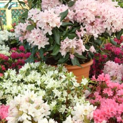 Dobbies Garden World