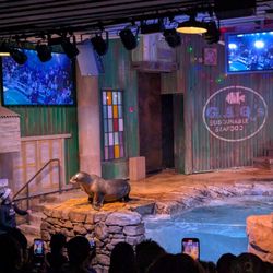 Georgia Aquarium - Live show