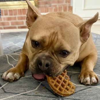 Whisk & Whiskers Bakery - My dog enjoying a waffle - Desserts Near Me - Pittsburgh, Pennsylvania Whisk & Whiskers Bakery - My dog enjoying a waffle - Desserts Near Me - Pittsburgh, Pennsylvania