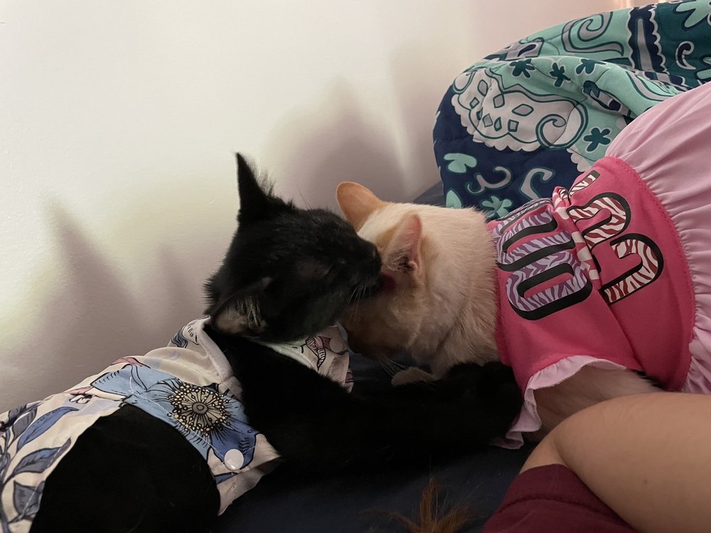 ELK CREEK ANIMAL HOSPITAL OF BULLITT COUNTY Updated June 2024 13025