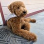 Photo of Arianne’s Grooming