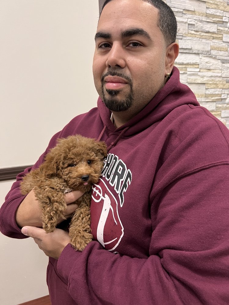 LUXURY PUPPIES PET SHOP Updated August 2024 22 Photos & 20 Reviews