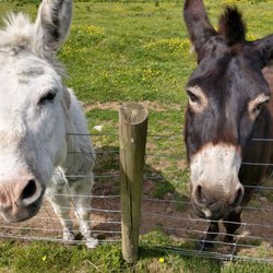 Mabie Farm Park - Getting to be one with the animals
