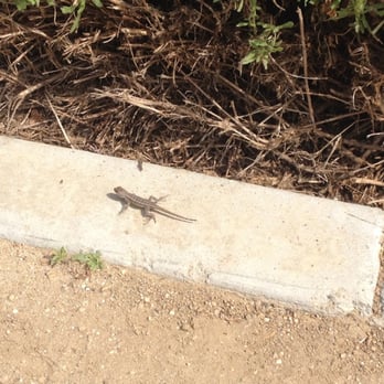 Ralph C Dills Park - If you have a little explorer they will enjoy the lizards that aren't shy. :) - Parks Near Me - Paramount, California Ralph C Dills Park - If you have a little explorer they will enjoy the lizards that aren't shy. :) - Parks Near Me - Paramount, California