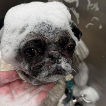 Sunset Grooming - Pet Groomers Near Me Sunset Grooming - Pet Groomers Near Me