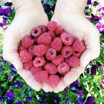 American River Cherry Company - Fruits & Veggies Near Me - Placerville, California