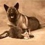 Photo of A Pet Sitter Plus