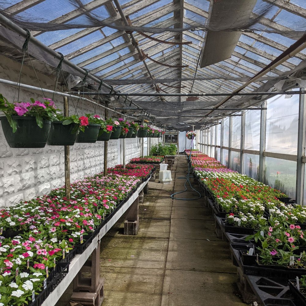 Bulk Flowers Dayton Ohio Best Flower Site