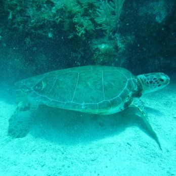 Sea Dwellers Dive Center - Turtle - Scuba Diving Near Me - Key Largo, Florida Sea Dwellers Dive Center - Turtle - Scuba Diving Near Me - Key Largo, Florida