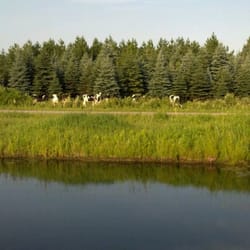 Fairview Hills - Don't see cows on every course