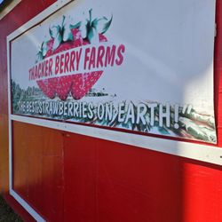 Thacker Berry Farms on Spring St. - Full of flavor delicious! This strawberry stand is the best in LB.