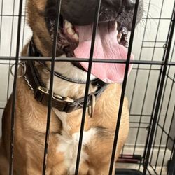 Virginia Veterinary Centers - Richmond