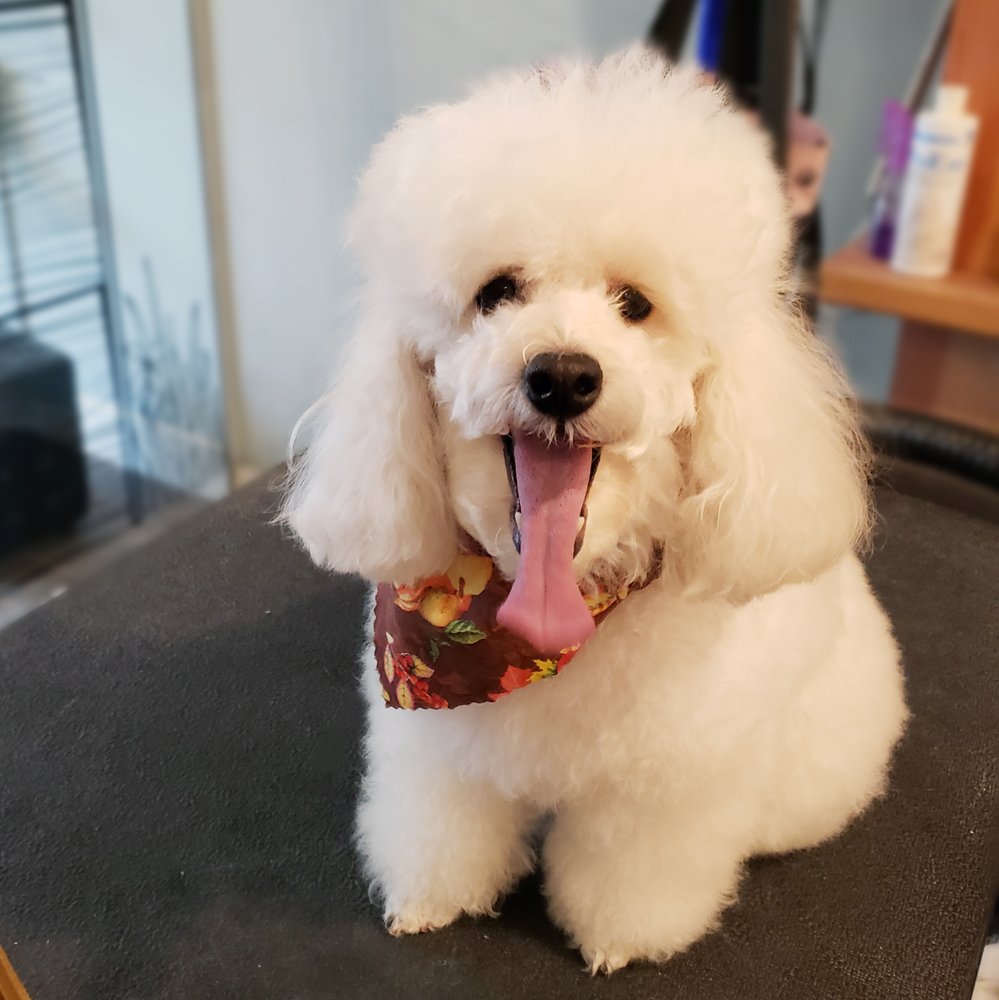 SNIP DOGGY DOG 16 Photos & 31 Reviews Pet Groomers 237 Sound