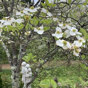Baxter Gardens - Blooming dogwoods. - Botanical Gardens Near Me - Knoxville, Tennessee