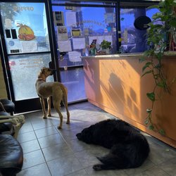 Performance Plus Automotive - Front Desk and nice puppies!