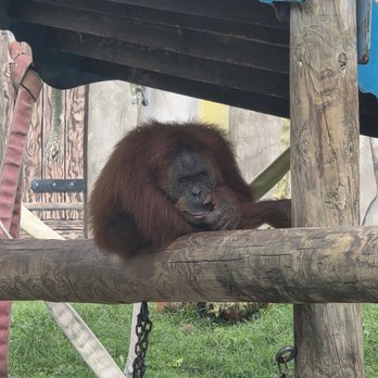 Audubon Zoo - Orangutan - Aquariums Near Me - New Orleans, Louisiana Audubon Zoo - Orangutan - Aquariums Near Me - New Orleans, Louisiana