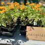 Urban Gardens
