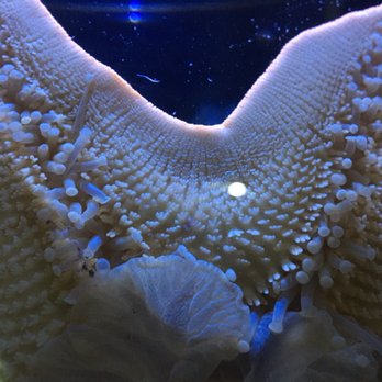Austin Aquarium - Aquariums Near Me - Austin, Texas Austin Aquarium - Aquariums Near Me - Austin, Texas