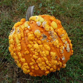 Eastmont Orchards - Pick Your Own Farms Near Me - Colts Neck, New Jersey