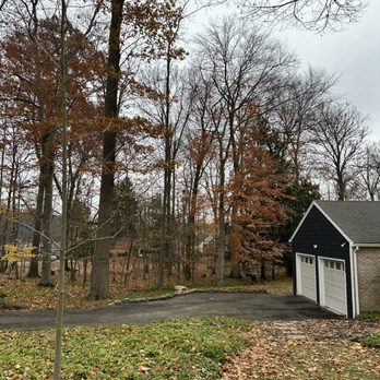 Trusted Tree Services - "Removing this towering maple made a big difference!" - Tree Services Near Me - East Amherst, New York