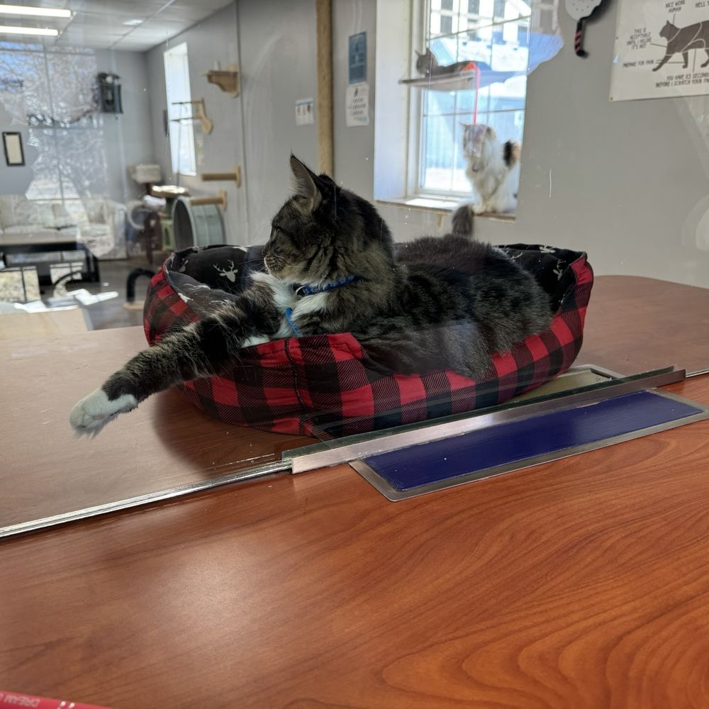 River Kitty Cafe - Coffee & Tea Near Me - Peoria, Illinois River Kitty Cafe - Coffee & Tea Near Me - Peoria, Illinois