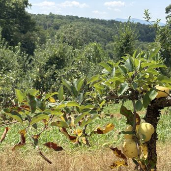 Mercier Orchards - apple orchard - Bakeries Near Me - Blue Ridge, Georgia Mercier Orchards - apple orchard - Bakeries Near Me - Blue Ridge, Georgia