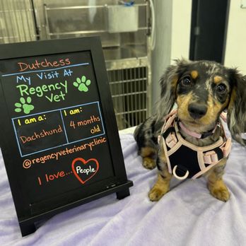 Regency Veterinary Clinic - Veterinarians Near Me - Boca Raton, Florida Regency Veterinary Clinic - Veterinarians Near Me - Boca Raton, Florida
