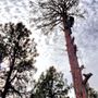 Photo of B&G Tree Trimming