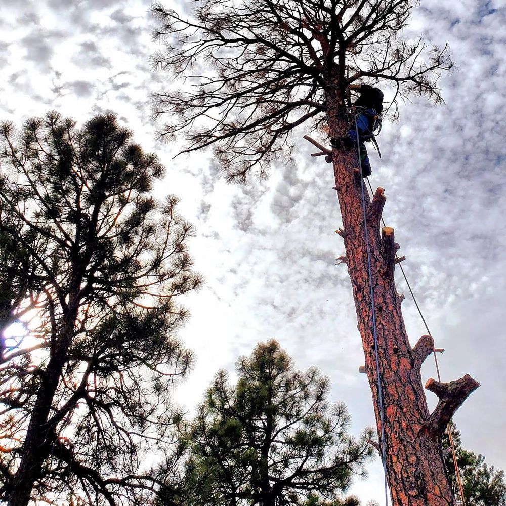 B&G Tree Trimming - tree service in Rio Rancho, NM