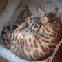 Littlewolf Cattery