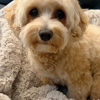 Lucky Lady - Perfect grooming! - Pet Groomers Near Me - Lodi, California Lucky Lady - Perfect grooming! - Pet Groomers Near Me - Lodi, California