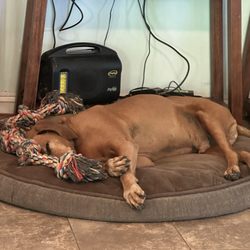 Dog Star Grooming - Jed