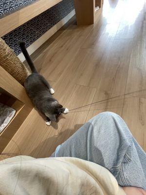 Kokoro Cat Café by null