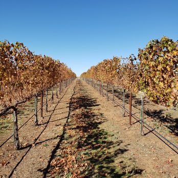 Walnut Tree Ranch - Vineyard in fall colors - Wineries Near Me - Santa Ysabel, California Walnut Tree Ranch - Vineyard in fall colors - Wineries Near Me - Santa Ysabel, California
