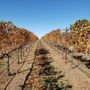 Walnut Tree Ranch