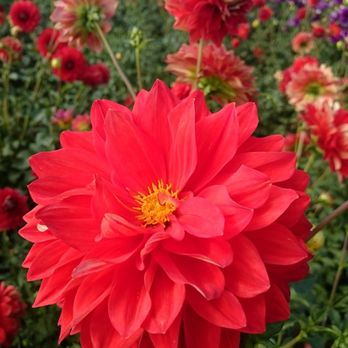 Swan Island Dahlias - Nurseries & Gardening Near Me - Canby, Oregon