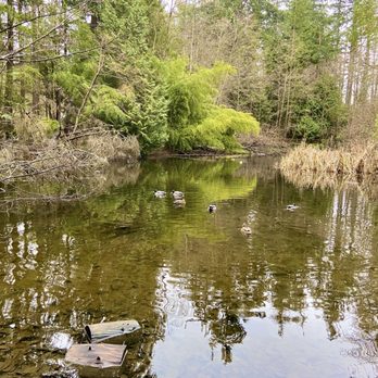 Crescent Park - Pond with ducks - Parks Near Me - Surrey, British Columbia Crescent Park - Pond with ducks - Parks Near Me - Surrey, British Columbia