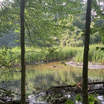 Livingston Park - Ducks in Pond - Parks Near Me - Manchester, New Hampshire
