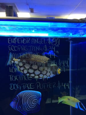 Three Little Fish by null