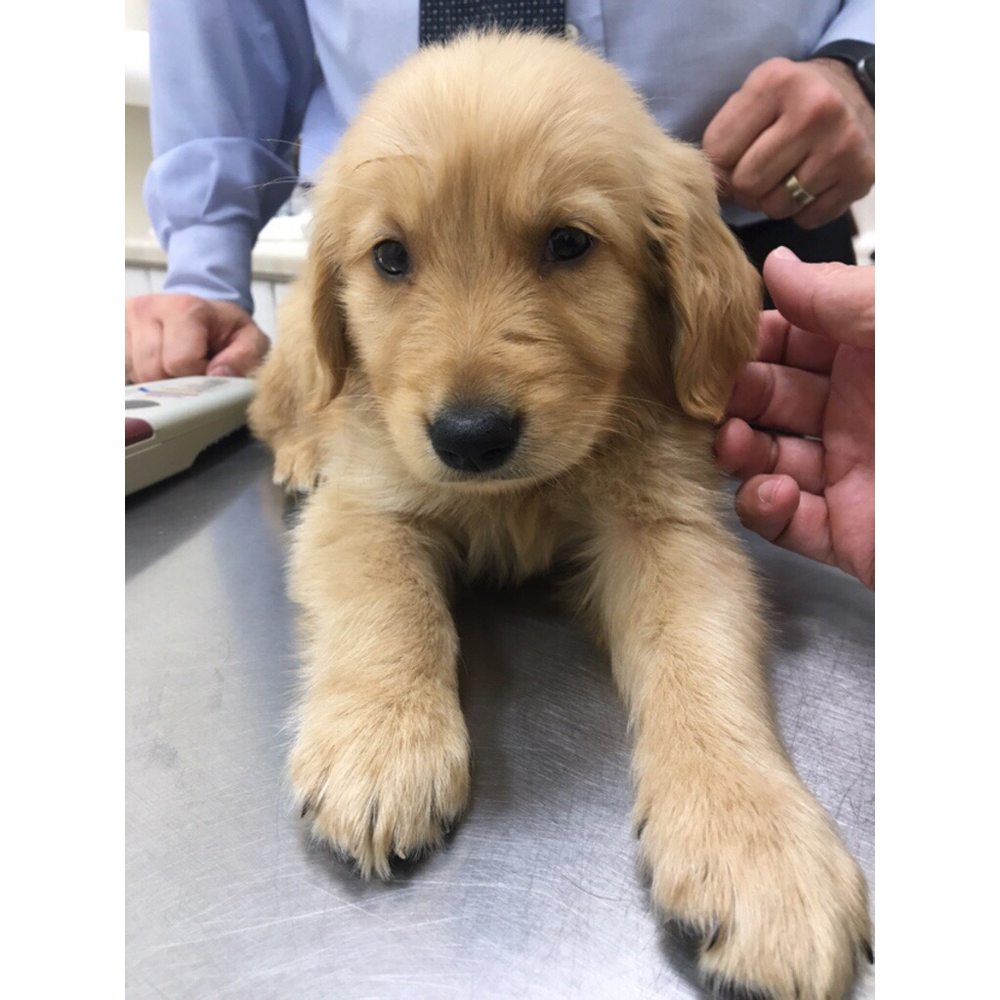 Pico Veterinary Clinic - Kuna's first visit to the vet! - Veterinarians Near Me - San Clemente, California Pico Veterinary Clinic - Kuna's first visit to the vet! - Veterinarians Near Me - San Clemente, California