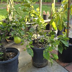 Halls Plant Nursery