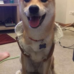 Just a cute picture of my dog.. not at the park.. but still relevant Just a cute picture of my dog.. not at the park.. but still relevant