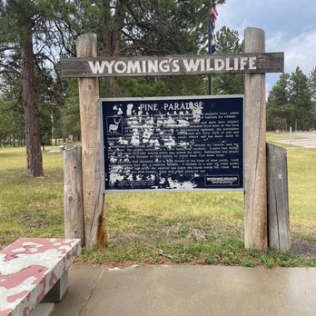 Pine Paradise Rest Stop - Wyoming's wildlife - Rest Stops Near Me - Upton, Wyoming Pine Paradise Rest Stop - Wyoming's wildlife - Rest Stops Near Me - Upton, Wyoming