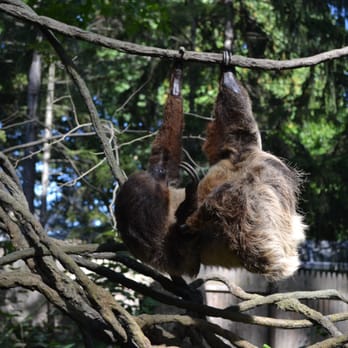 Bronx Zoo - Sloth at the Children's Zoo. - Zoos Near Me - Bronx, New York