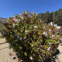 Gualala Nursery and Trading Company - One giant New Guinea Impatient